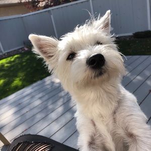 Meet your Posher, Hailey